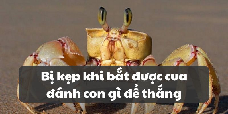 Bị kẹp khi bắt được cua đánh con gì để thắng