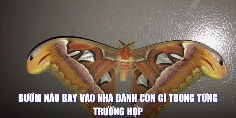 Bướm nâu bay vào nhà đánh con gì trong từng trường hợp