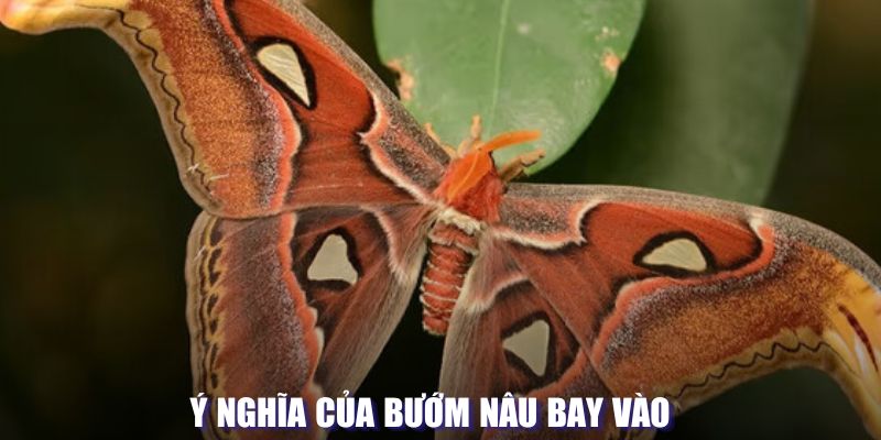 Ý nghĩa của bướm nâu bay vào