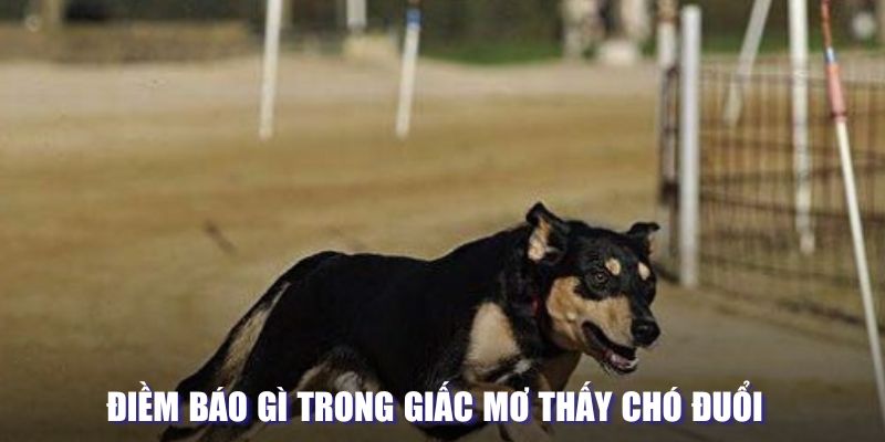 Điềm báo gì trong giấc mơ thấy chó đuổi