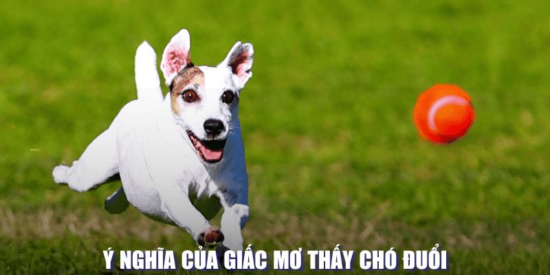 Ý nghĩa của giấc mơ thấy chó đuổi