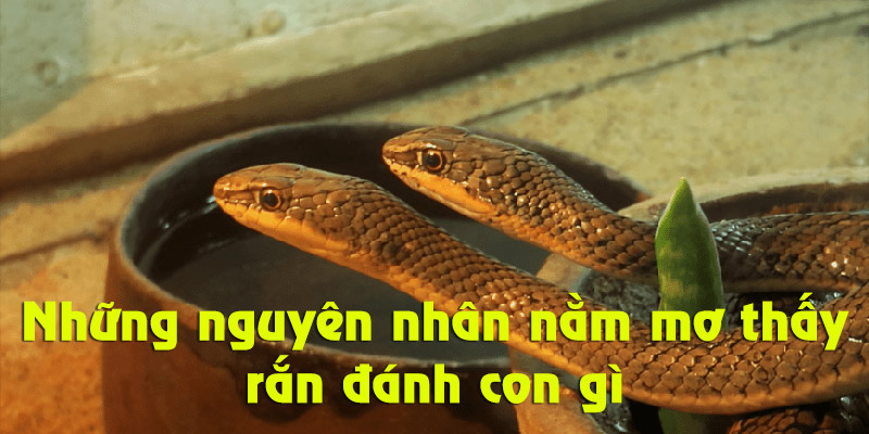 Lý do bạn nằm mộng gặp rắn