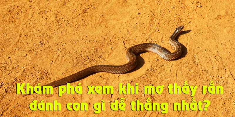 Khi mơ thấy rắn đánh con gì cho nhanh giàu tại Soi Cầu?