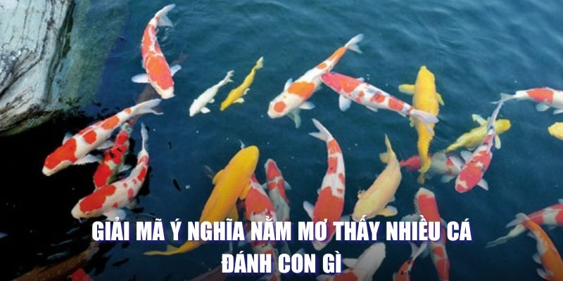 Giải mã ý nghĩa nằm mơ thấy nhiều cá đánh con gì