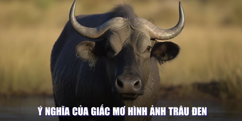 Ý nghĩa của giấc mơ hình ảnh trâu đen