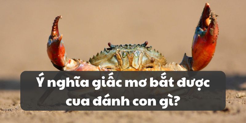 Ý nghĩa giấc mơ bắt được cua đánh con gì?